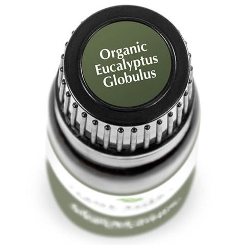 Eucalyptus Globulus ORGANIC Essential Oil
